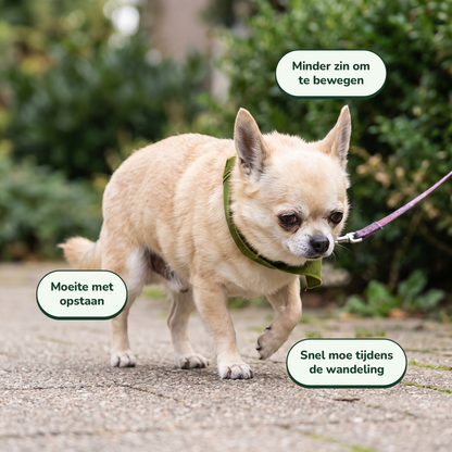 Hip & Joint Chews